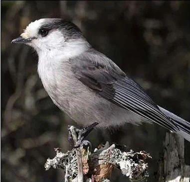 Suministros para pájaros