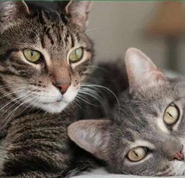 Suministros para gatos