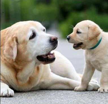 Suministros para perros