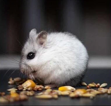 Suministros para hámster