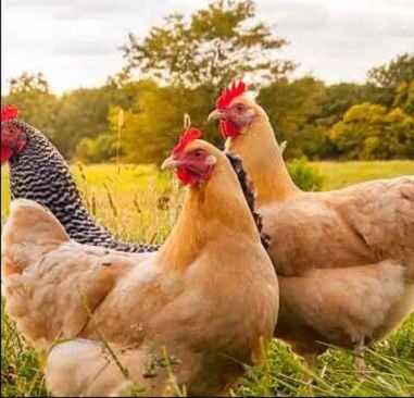 Suministros de pollo y conejo